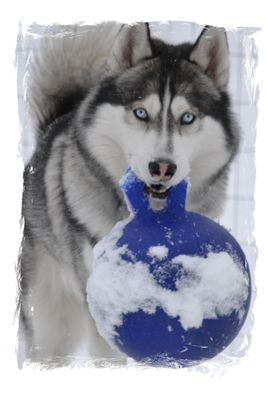 Dog holding a Jolly Ball for enrichment and fun