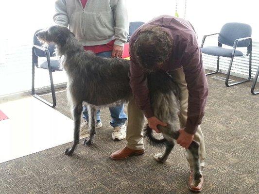 Dr. Tim adjusting one of his canine patients.