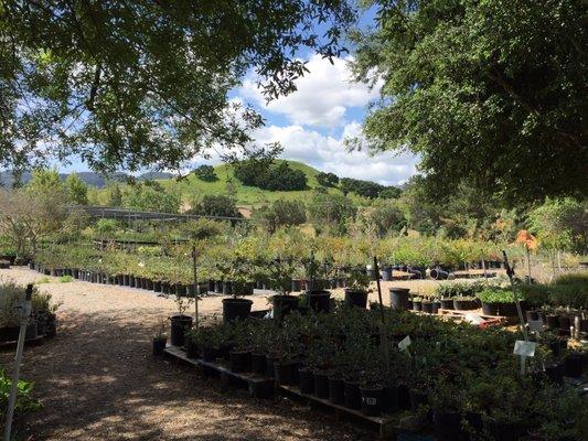 A bucolic view of the nursery and hills beyond.