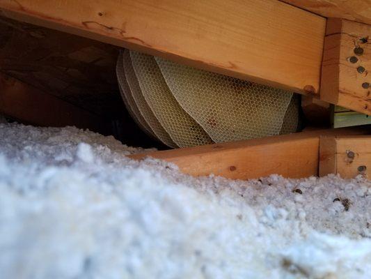 Bee hive in attic rafters