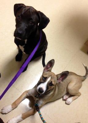 At the vet yesterday! They love the people who work there!