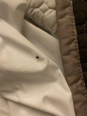 Bed bugs