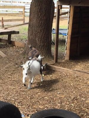 Goats that were full of energy