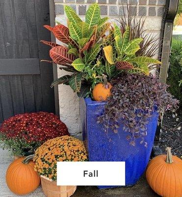 Fall is a short but gorgeous season. For fall we use autumn colors, crotons, mums and pumpkin displays to kick off the holiday season.