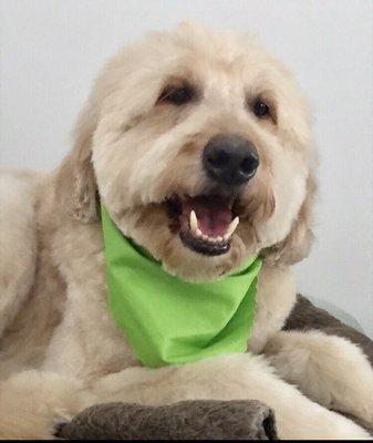 Express your Pet. My dog always looks handsome when he gets groomed here.