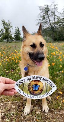 Rocco loves the Wildlands Conservancy  @roccothegermanshepherdrescue