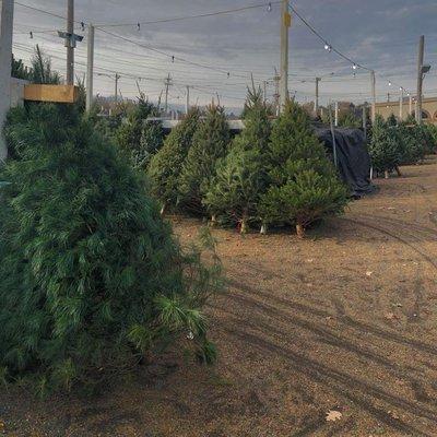 We stock fresh cut trees of all species shapes and sizes