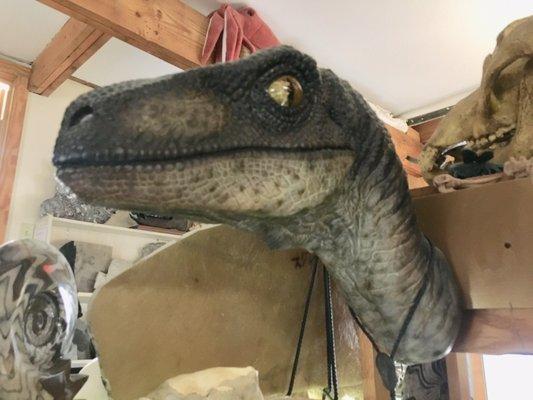 Jurassic Park Raptor movie prop