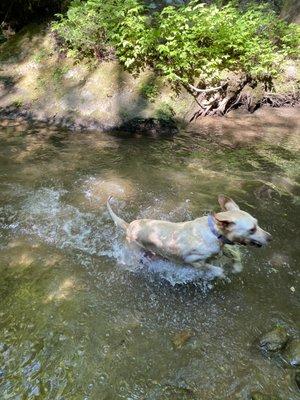 Hot laps for this dog!