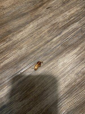 Found another cockroach on the floor of my second floor unit. Montecito does a very good job in camouflaging roaches with its brown floors