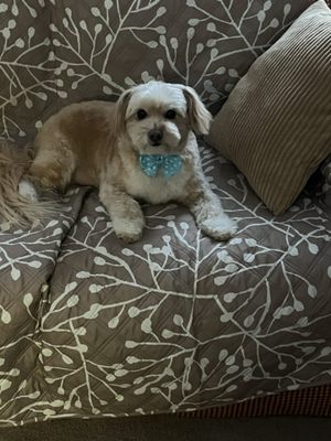 Jake sitting on his personal loveseat fresh from his grooming appointment.