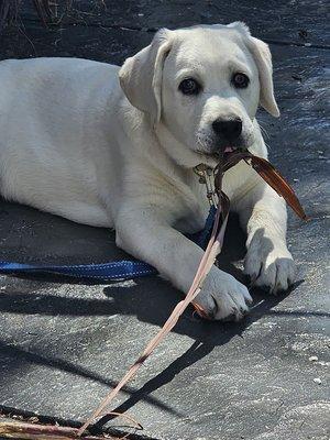 Charlie happily eating a branch from a bush in our backyard, but then again he tries to eat everything!