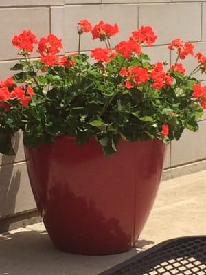 Nice outdoor patio w/ flowers and umbrellas.. (You can tell a Mom put this together.. A good thing.)