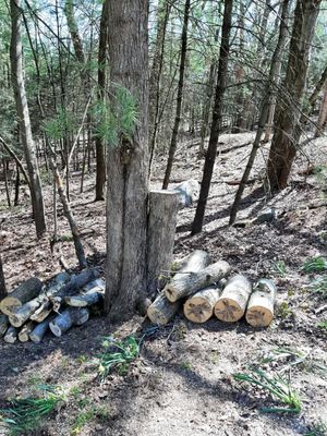 After tree was taken down. Cut up the wood.