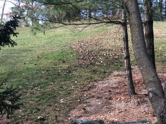 Straight row of leaves 360 Lawn Solutions blew on my property.