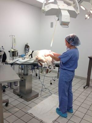 Maryland Veterinary Surgical Services