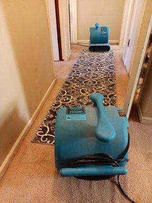 Area Rug Cleaning