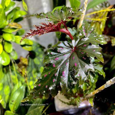 Another Rare Begonia