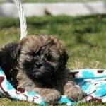 Lhasapoo Puppies For Sale. 631-624-5580 www.islandpuppies.com