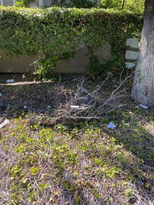 A large fallen branch and litter that's been there for months