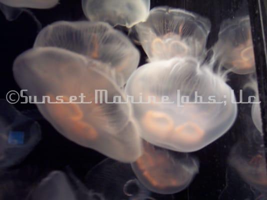 Moon Jellyfish @ Sunset Marine Labs