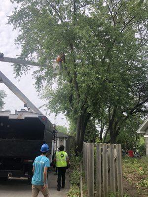 Removal of silver maple tree using bucket truck