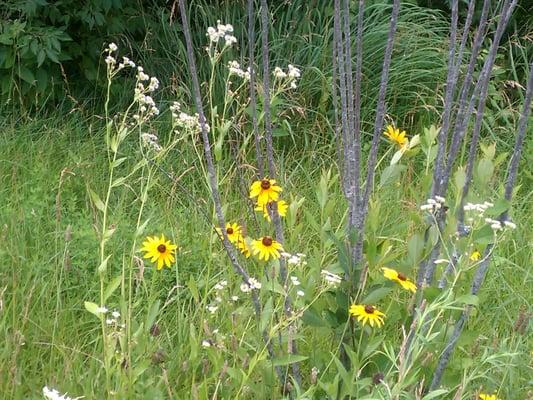 Flowers along walking path