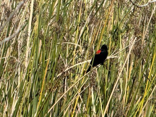 Red winged black bird