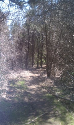 Paths go into woods along the edge of the field.