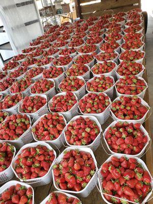 Gallons of strawberries