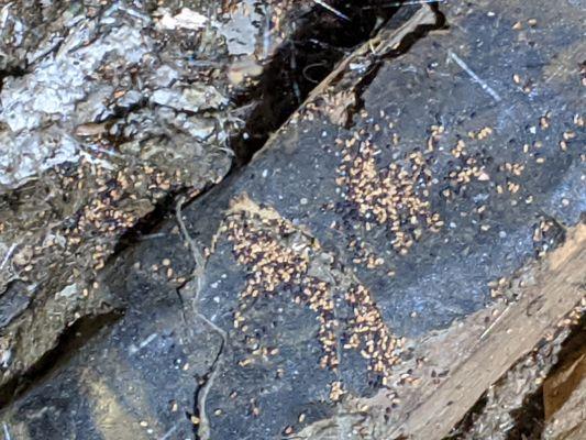 Drywood termite droppings