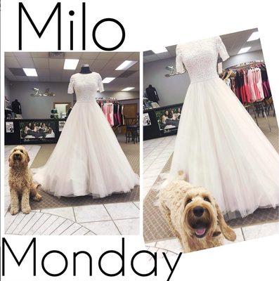 MILO MONDAY: Expectation vs. Reality!!! A day late because Milo did not feel like modeling yesterday.