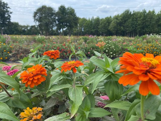 Endless rows of flowers