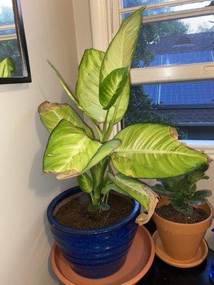 Dieffenbachia "Dumb Cane"