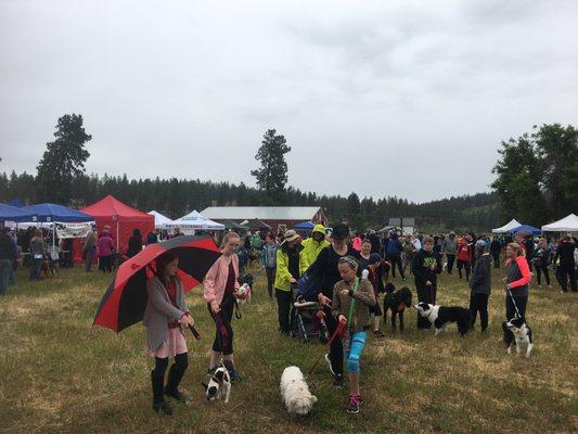 Parade of Paws 2018 - it rained but we raised $30K - thank you!