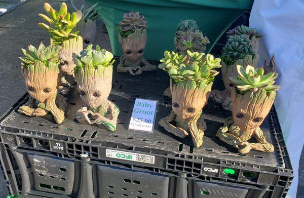 Vendors (Sassy Succulent Designs)