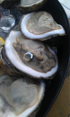 Pearl in our oyster