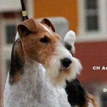 AKC GCH, Wire Fox Terrier