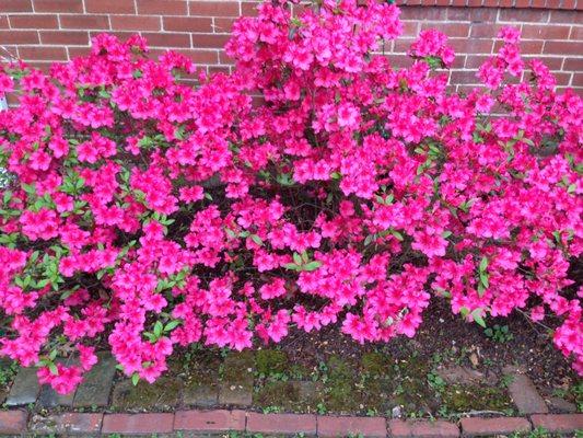 Azaleas