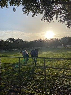 Horse Pasture