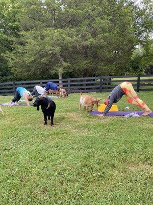 Goat Yoga in action!