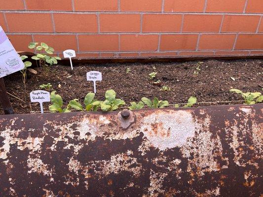 Growing herbs