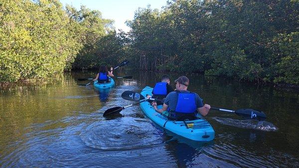 Mangrove tunnels