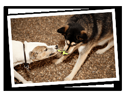 Tug of war!