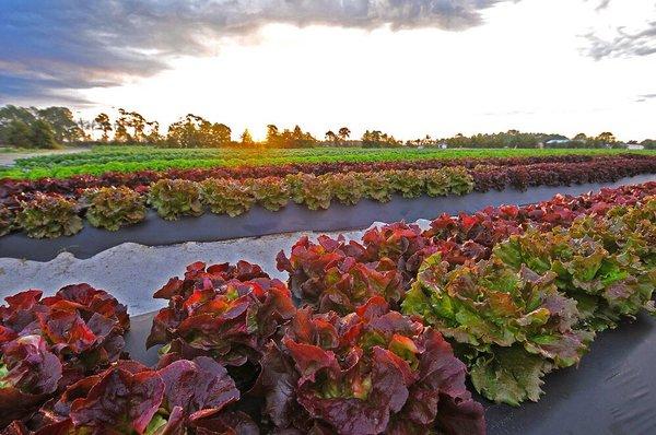 Organic vegetables in the field at Worden Farm