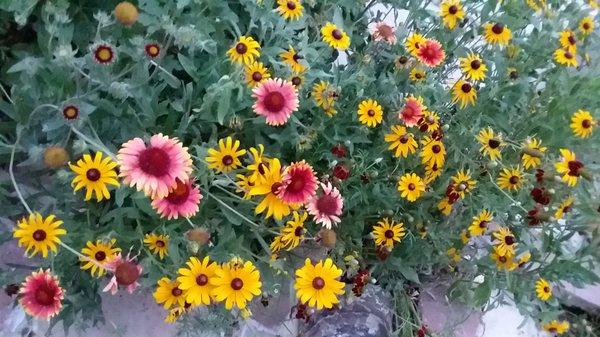 Fall flowers by the bee hives. Blanket flower and Black Eyed Susans.