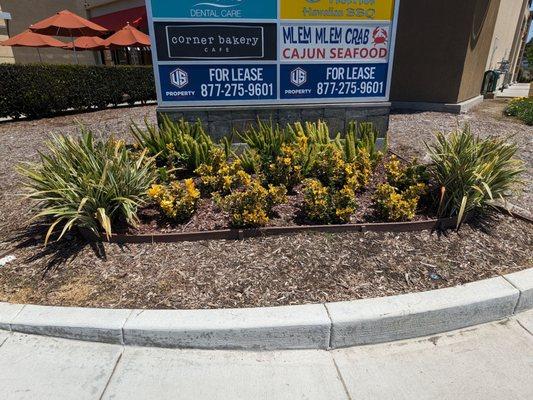 Plants in front of the Lakewood Galleria sign