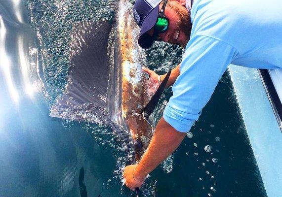 Fall Sailfish