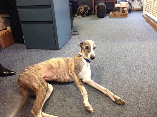 Audrey waiting for the next customer visit...