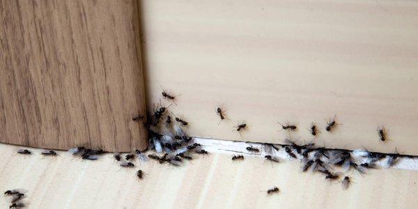 Stop sharing your space with insects with our superior pest control services!